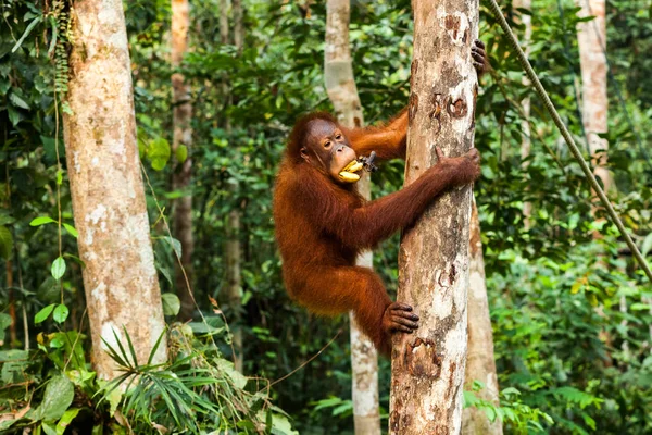 Genç orangutan Borneo, Malezya 'da muz yerken ağaca tırmanıyor.