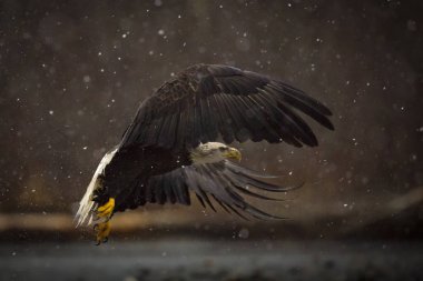 A bald eagle taking off in a snow storm on a cold winter morning  clipart