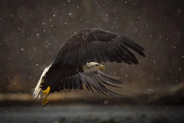 Bald Eagle Taking Snow Storm Cold Winter Morning Stockfoto