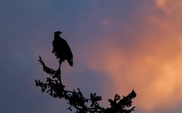 Skallig Örn Tittar Färgglad Himmel Som Solen Går Ner Stilla Royaltyfria Stockbilder