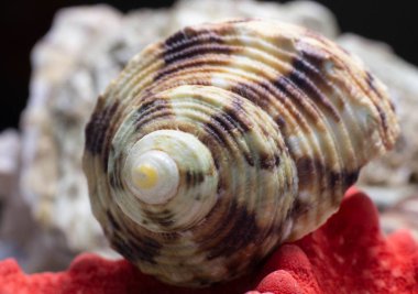 Konik dik açılı yumuşakça kabuğunun makrofotoğrafçılığı. Akvaryum dekorasyonu için..