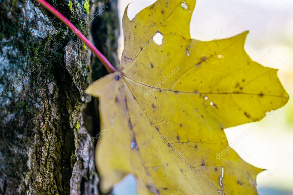 the last yellow leaf growing from a tree bark