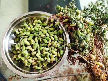 Taze nohut bitkisini kapatın.