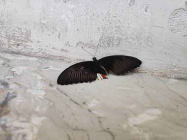 Siyah kelebek beyaz mermerde izole edilmiş.