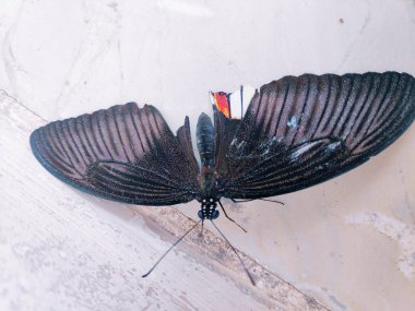 Siyah kelebek beyaz mermerde izole edilmiş.