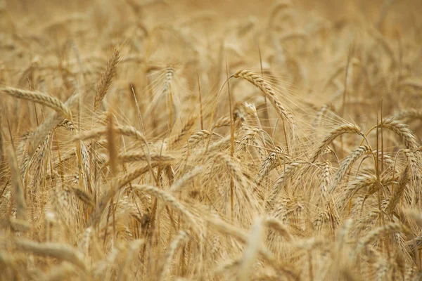 Gele tarwe achtergrond van een veld — Stockfoto