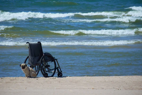 車椅子とビーチの犬 — ストック写真