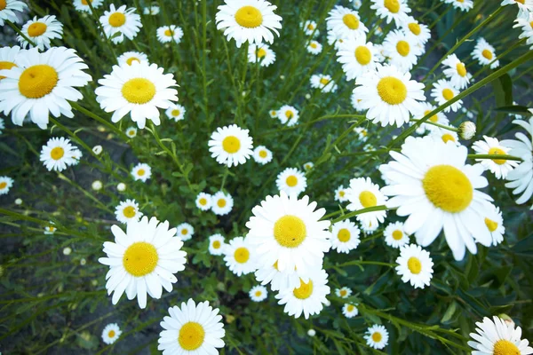 Kamille bloemen in het gras — Stockfoto