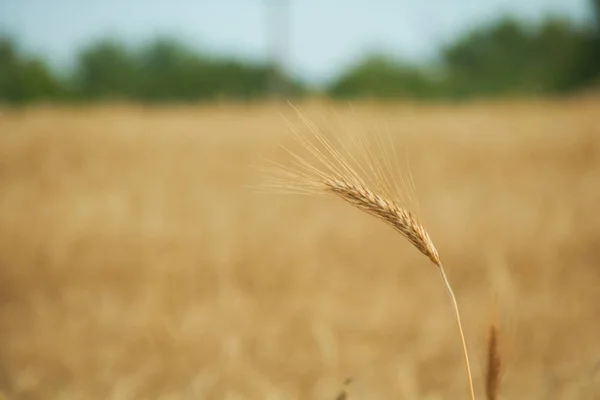 Gele tarwe achtergrond van een veld — Stockfoto