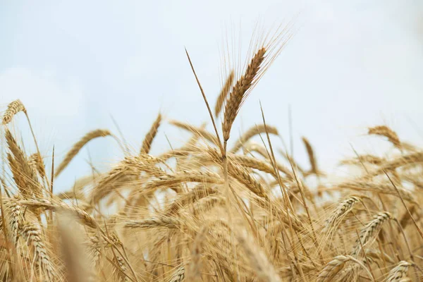 Campo de trigo amarelo fundo — Fotografia de Stock