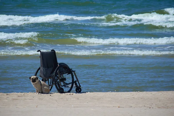 휠체어 및 해변에 개 — 스톡 사진