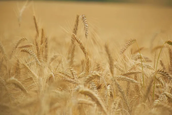Sarı buğday alan arka plan — Stok fotoğraf