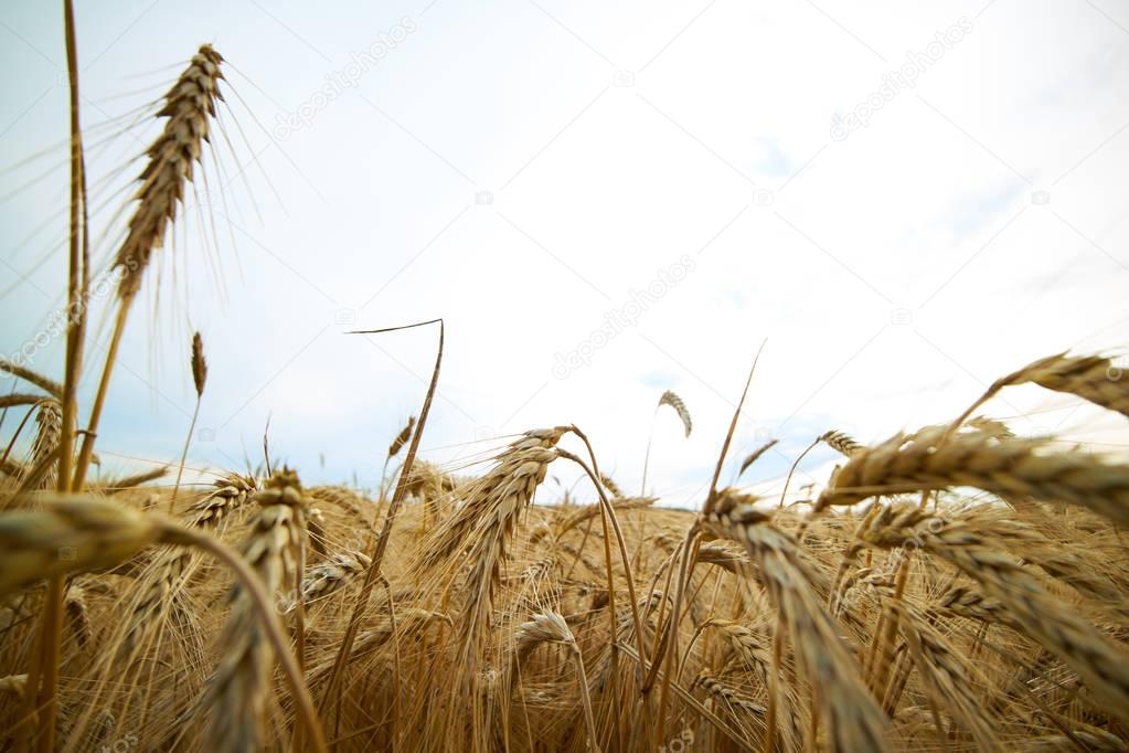 yellow wheat field background