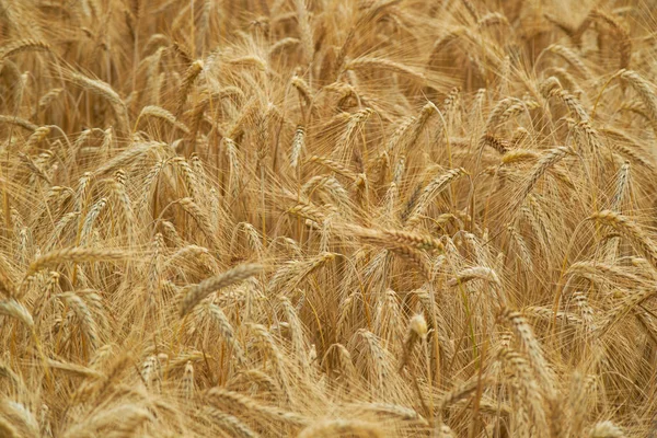 Gele tarwe achtergrond van een veld — Stockfoto