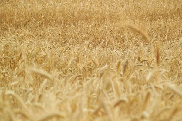 Gele tarwe achtergrond van een veld — Stockfoto
