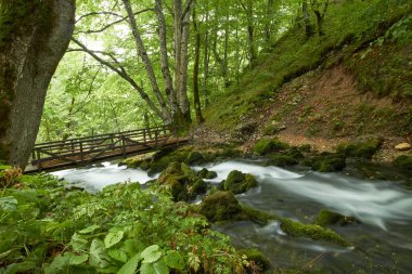 Karadağ ormanlarda nehirler