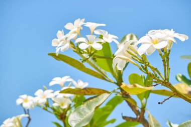 Beyaz çiçeklerle çiçek açan ağaç. 