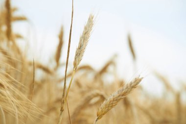 Yaz aylarında buğday spikelets