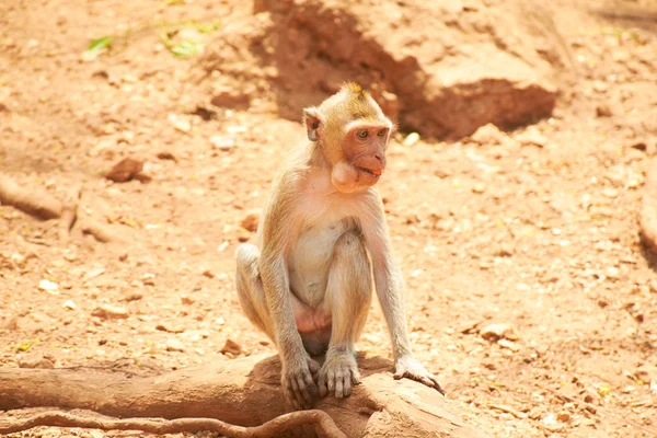 Małpa w zoo w Tajlandii — Zdjęcie stockowe