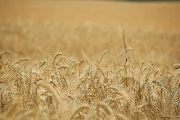Épillets de blé en été — Photo