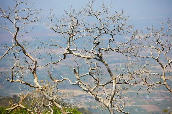 ağaç yaprakları olmadan