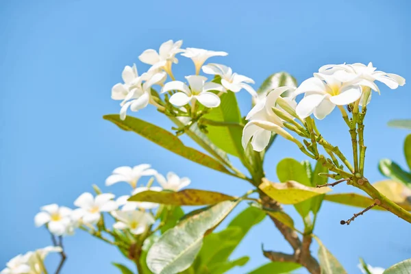 Beyaz çiçeklerle çiçek açan ağaç. 