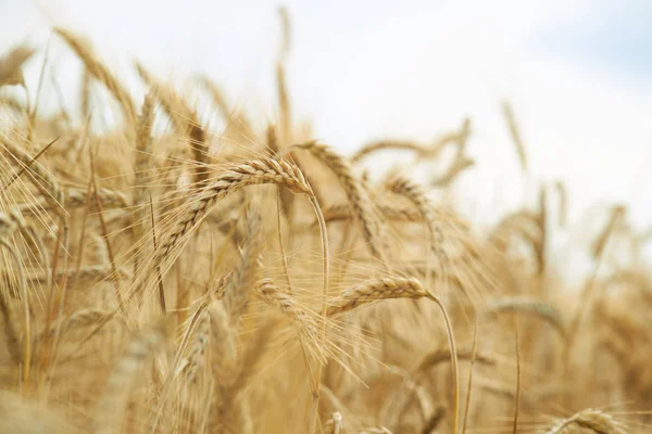 Spikelets van tarwe in de zomer — Stockfoto
