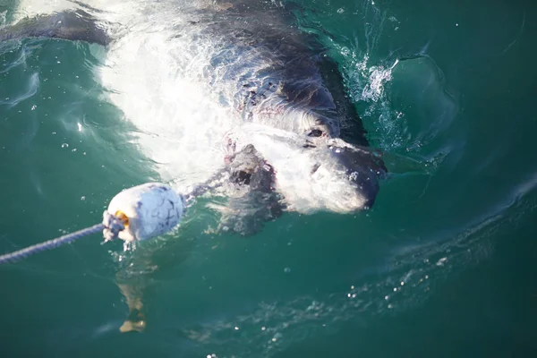 büyük tehlike köpekbalığı