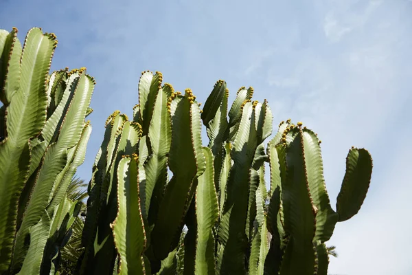 İspanya'da kaktüsler büyür