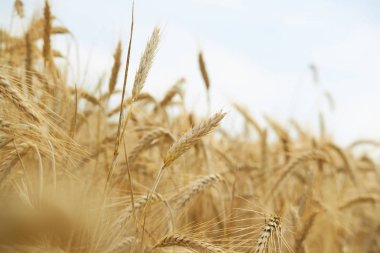 Yaz aylarında buğday spikelets