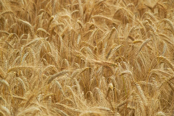 Silnie pszenicy w lecie — Zdjęcie stockowe