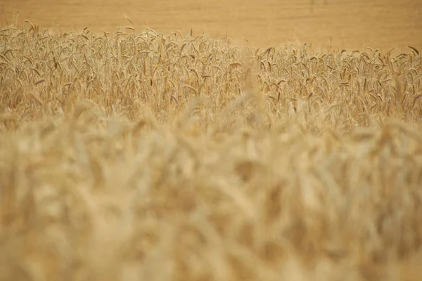 Spikelets van tarwe in de zomer — Stockfoto
