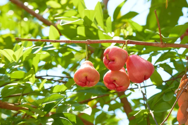 Pembe elma ağacının çiçekleri — Stok fotoğraf