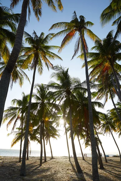 Landscapes with palm trees — Stock Photo, Image