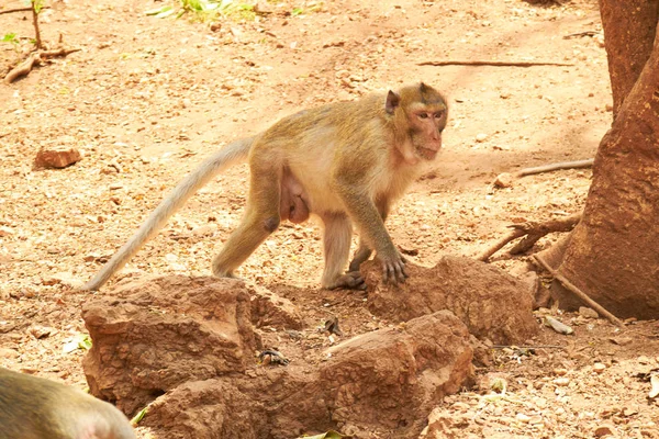 Μαϊμού σε ένα ζωολογικό κήπο της Ταϊλάνδης — Φωτογραφία Αρχείου