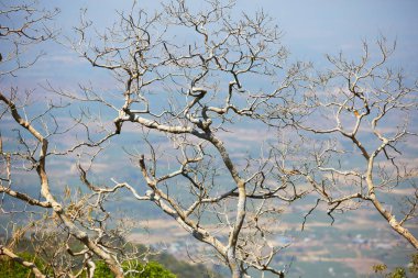 ağaç yaprakları olmadan