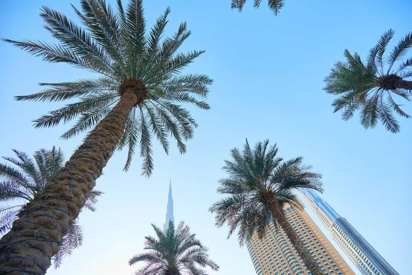 Palmy w Dubaju — Zdjęcie stockowe