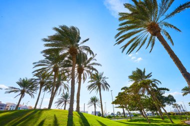 Dubai'de palmiye ağaçları