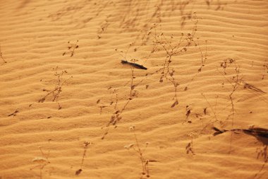 Sıcak turuncu kum Vietnam küçük çiçekli