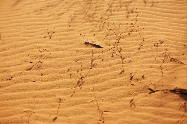 Sıcak turuncu kum Vietnam küçük çiçekli