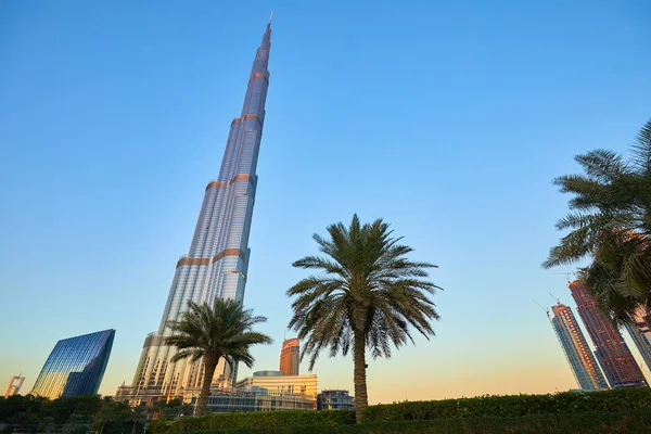 Palmy Wysokie Budynki Mieście Dubaj — Zdjęcie stockowe