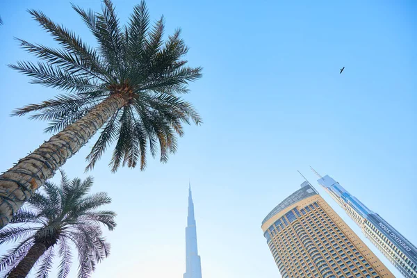 Φοίνικες Και Ψηλά Κτίρια Για Ντουμπάι — Φωτογραφία Αρχείου