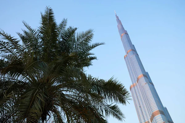 Palmera Verde Enorme Torre Dubai —  Fotos de Stock