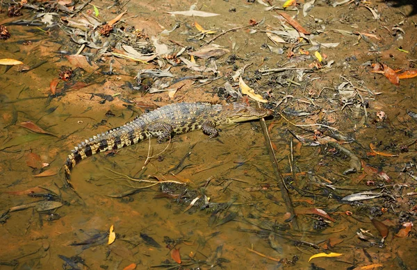 Crocodile Water Vietnam — Stock Photo, Image