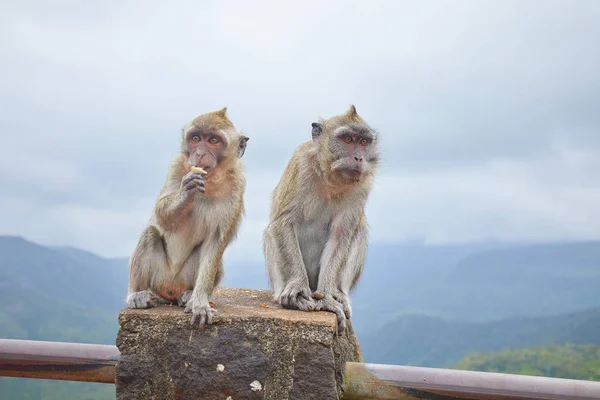 배경으로 호기심많은 원숭이 — 스톡 사진