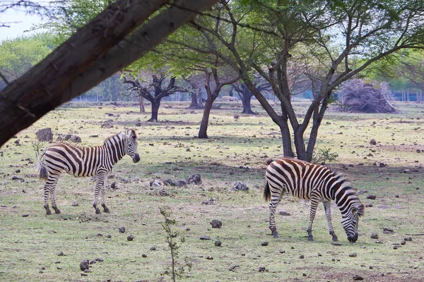 Zebras Selvagens Pastando Safári Tropical — Fotografia de Stock