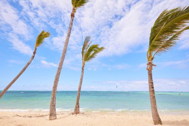 Tropik sahilde genç palmiyeler