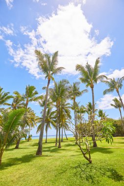 Uzun avuçlu çimenler