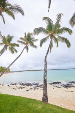 Sahilde yosunları olan tropik bir sahil.
