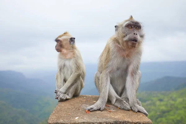 배경으로 호기심많은 원숭이 — 스톡 사진